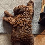 Archie is registered to the contest to win money with this photo: puppy, dog, brown_fur, fluffy, sleeping, carpet, indoor, cozy, pet, animal, relaxing, paw, texture, fur, cute, domestic, home, resting, small_dog, laying_down