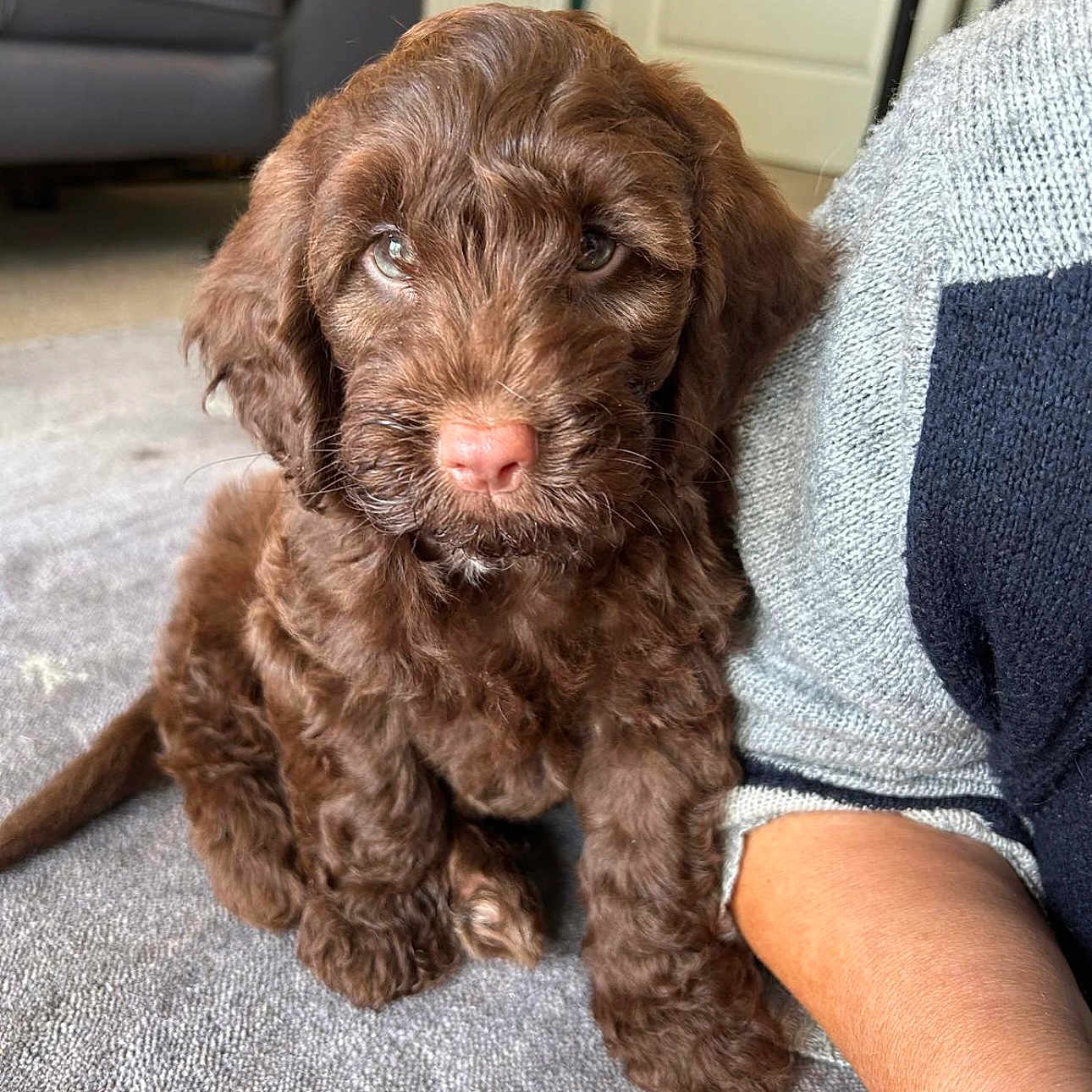 Archie is registered to the contest to win money with this photo: animal, brown_fur, carpet, close_up, companion, curious, curly_fur, cute, dog, domestic_animal, front_view, furry, indoor, indoors, person_arm, pet, puppy, sitting, sweater, young_dog