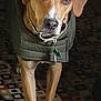Yukon joined the competition — help win amazing prizes! ancient_dog_breeds, canidae, carnivore, companion_dog, dog, dog_breed, dog_clothes, dog_supply, fawn, flooring, hunting_dog, non_sporting_group, pet_supply, sleeve, snout, sporting_group, whiskers, working_animal, working_dog