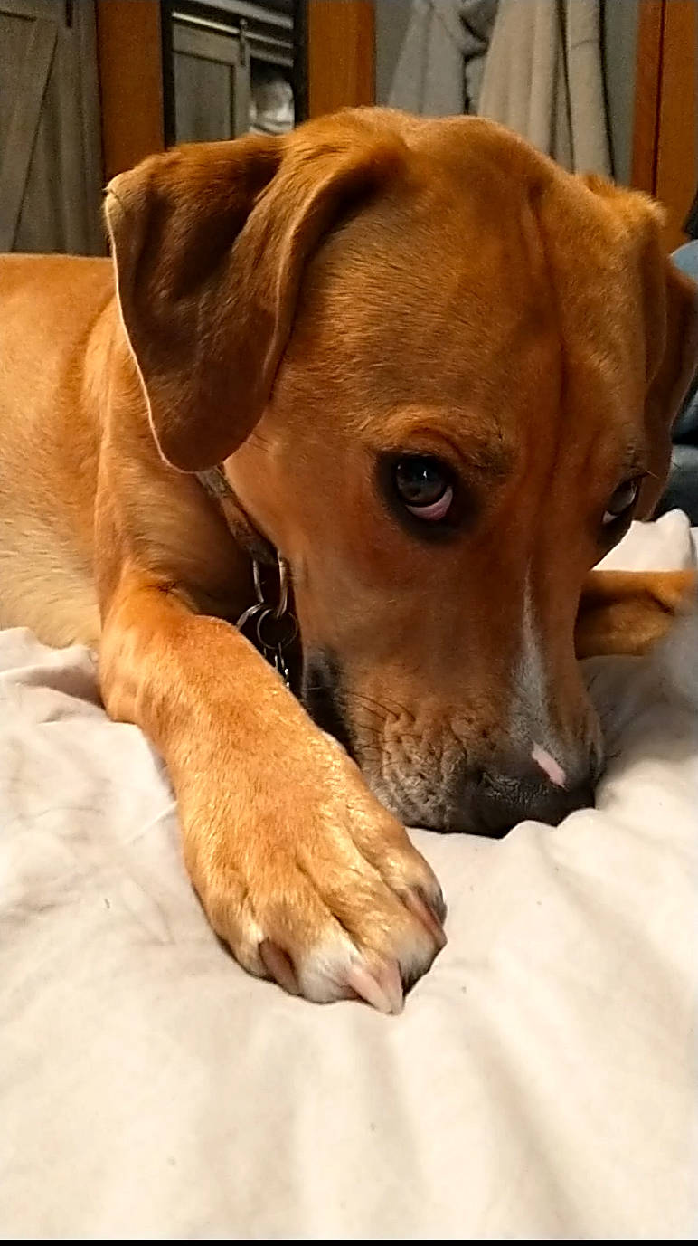 Yukon joined the competition — help win amazing prizes! canidae, carnivore, collar, comfort, companion_dog, dog, dog_breed, dog_supply, ear, fawn, fur, hardwood, hound, liver, pet_supply, snout, sporting_group, whiskers, wood, working_animal