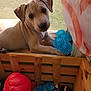 puppy, dog, toy, blue_toy, red_toy, wooden_crate, window, sunlight, indoor, pet, play, curious, screen, animal, close_up, young_dog, fur, cute, resting, colorful