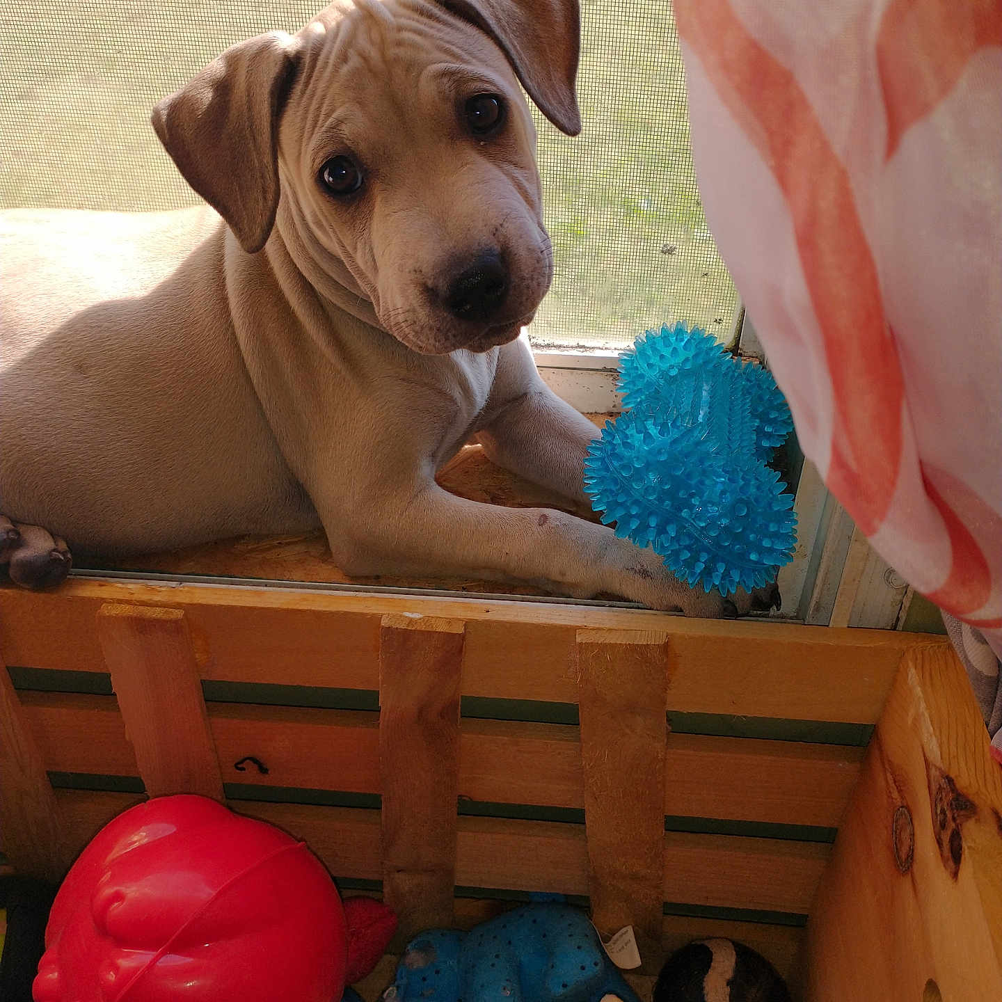 Denali joined the competition — help win amazing prizes! animal, blue_toy, close_up, colorful, curious, cute, dog, fur, indoor, pet, play, puppy, red_toy, resting, screen, sunlight, toy, window, wooden_crate, young_dog