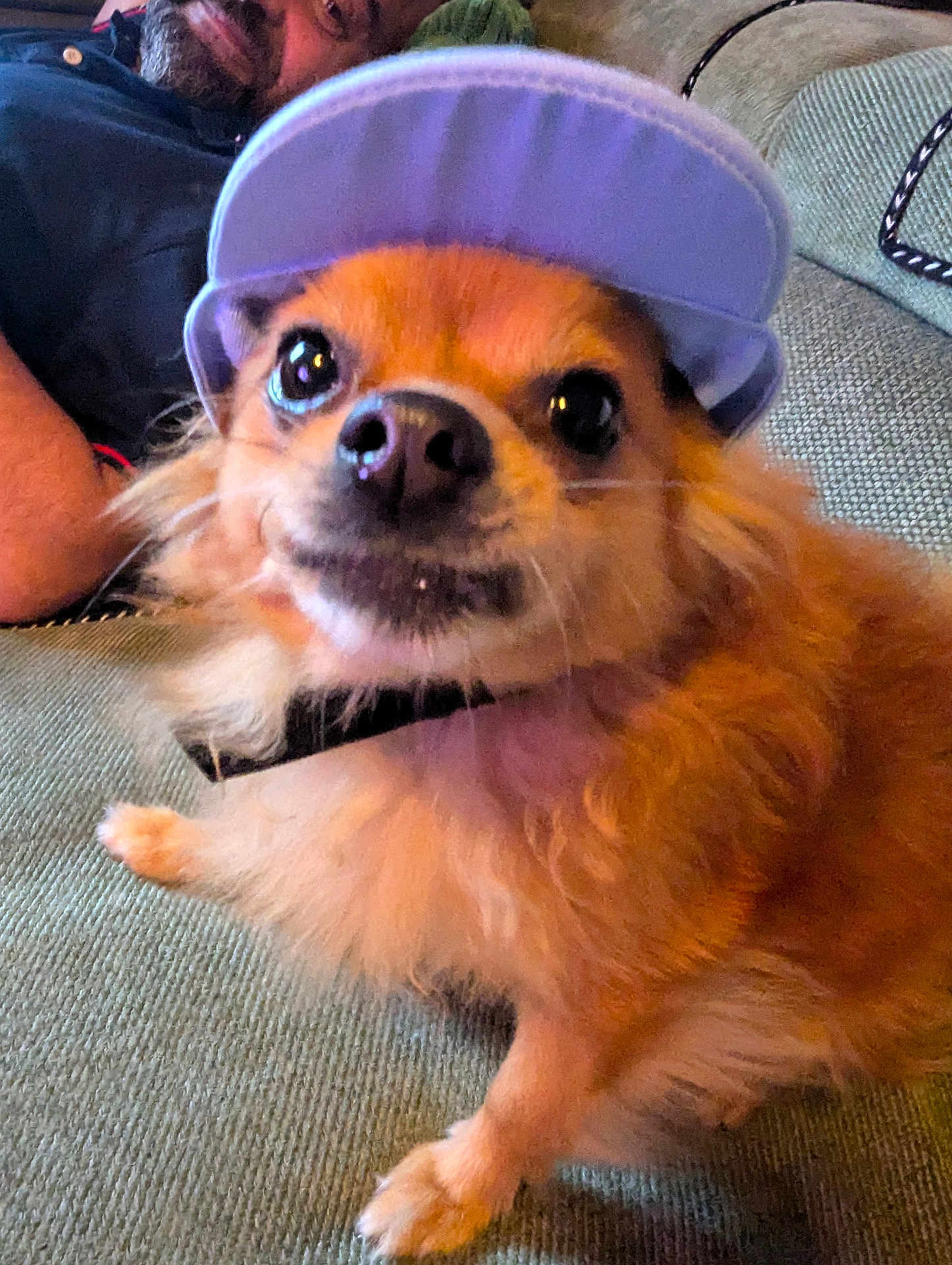 Oggy participe au concours pour gagner de l'argent avec cette photo : dog, pet, visor, purple, couch, furniture, man, smile, face, fur, animal, indoor, closeup, sitting, happy, companion, cute, friendly, relaxed, casual