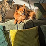 dog, cat, couch, pillows, sunlight, indoor, pet, furniture, brown_dog, tabby_cat, cozy, relaxing, home_interior, shadow, texture, fabric, curious, lounging, domestic_animal, companion