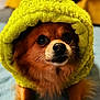 dog, pet, animal, cute, fluffy, yellow_hood, cozy, indoor, close_up, brown_fur, soft_texture, resting, portrait, looking_up, adorable, small_dog, furry, canine, blanket, cute_pet