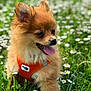 Oggy participe au concours pour gagner de l'argent avec cette photo : animal, canine, cute, daisies, dog, flowers, fluffy, grass, greenery, happy, nature, orange_harness, outdoor, pet, playful, puppy, small_dog, summer, sunlight, tongue