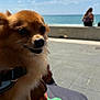 dog, small_dog, pomeranian, chihuahua, pet, animal, outdoor, sea, ocean, sky, clouds, sunny, daytime, person, blurred_background, pavement, colorful_cloth, happy, cute, close_up