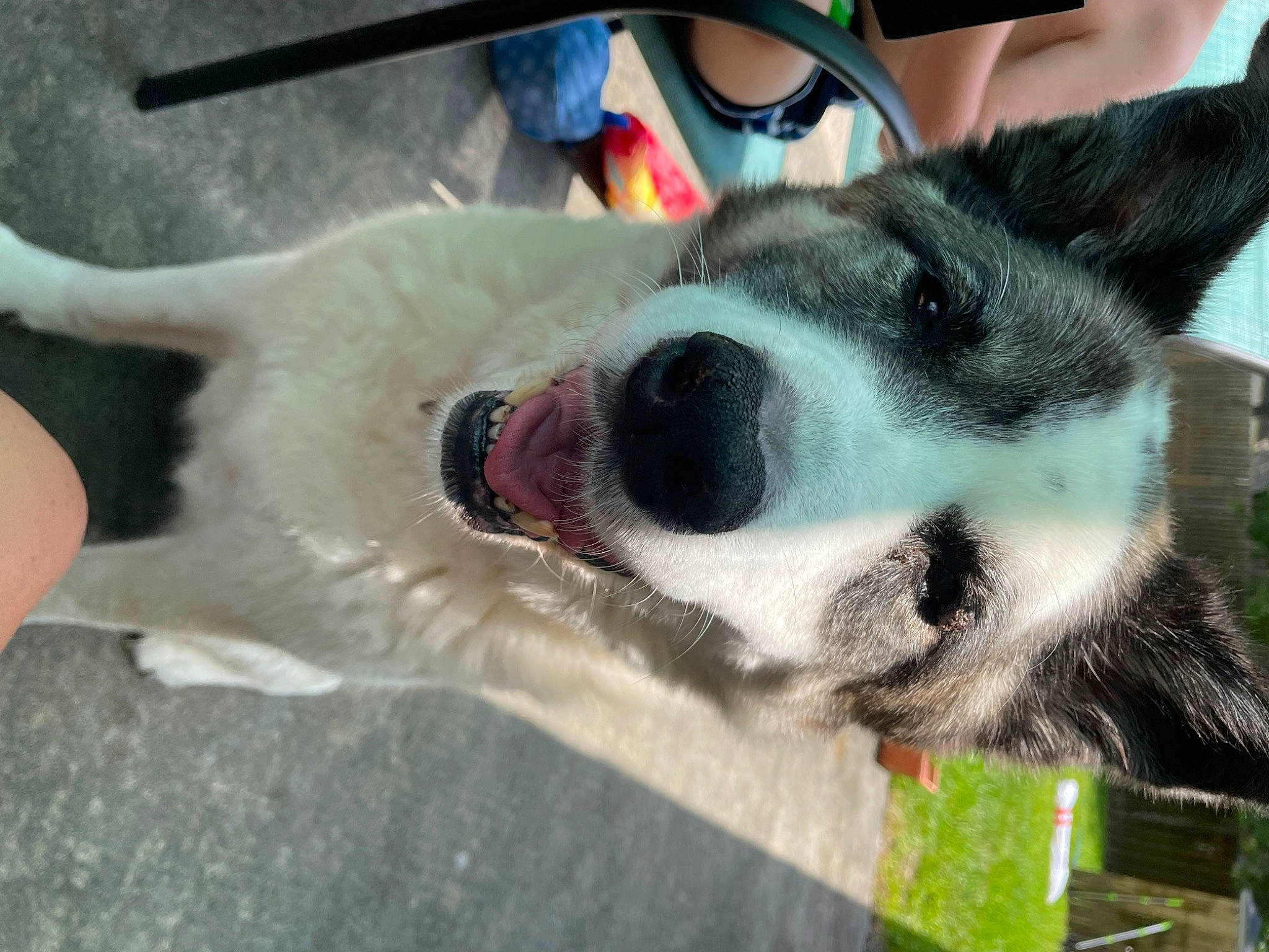 Nikkei is registered to the contest to win money with this photo: canidae, carnivore, collar, companion_dog, dog, dog_breed, dog_collar, dog_supply, foot, fur, herding_dog, paw, plant, snout, sporting_group, tail, whiskers, working_animal, working_dog