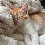 kitten, cat, sleeping, orange_and_white, fluffy_blanket, cozy, soft_texture, pet, fur, resting, cute, animal, indoors, relaxation, warm, close_up, young_cat, comfort, nap, peaceful
