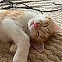 Tokyo participe au concours pour gagner de l'argent avec cette photo : kitten, cat, sleeping, nap, fur, paw, pink_nose, closed_eyes, cozy, knitted_blanket, texture, indoor, cute, pet, animal, resting, whiskers, soft, relaxed, feline