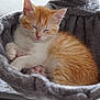 Tokyo a rejoint le concours — aidez-le/la à gagner de superbes lots ! kitten, cat, sleeping, orange, white, fur, pet, animal, cute, cozy, hammock, soft, resting, indoor, domestic, feline, young, cute_pet, fluffy, relaxed
