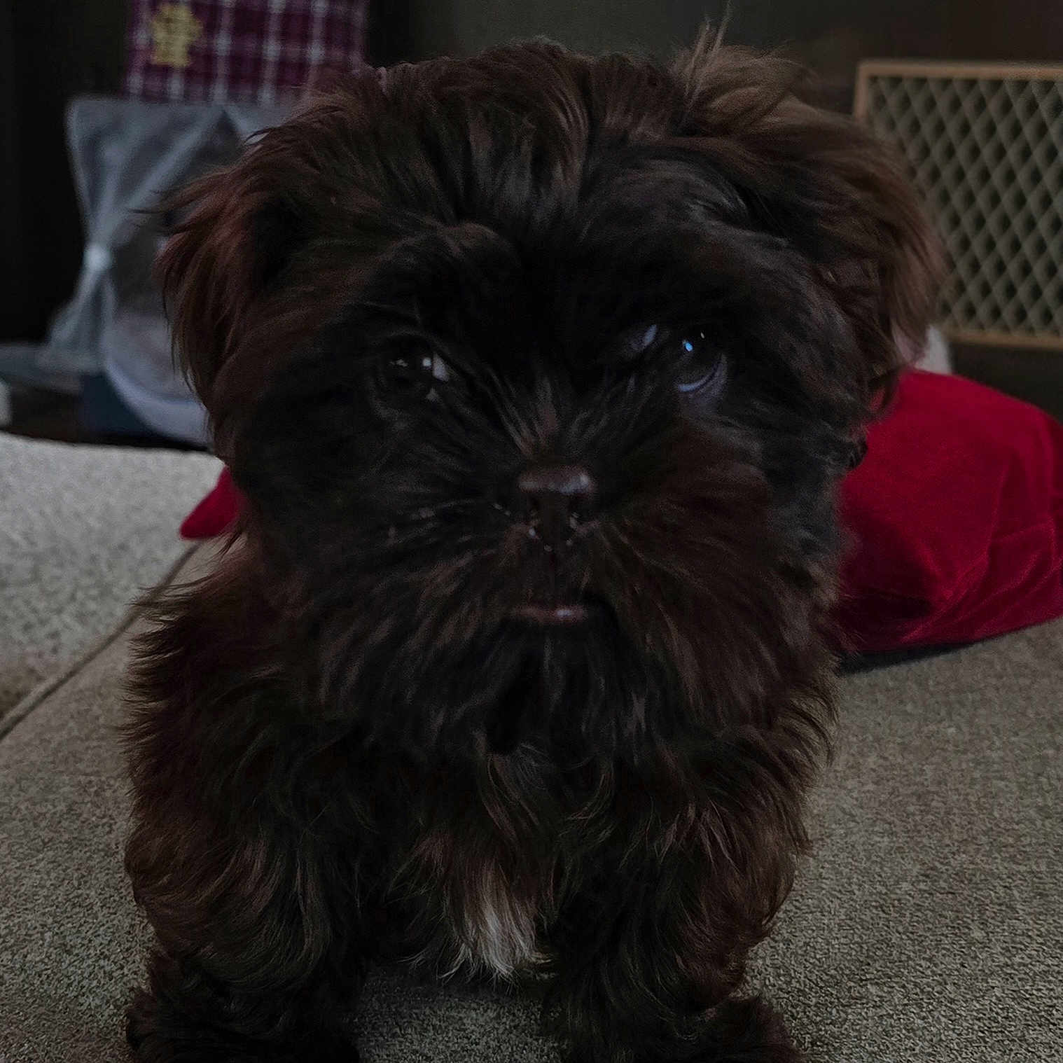 Hazel joined the competition — help win amazing prizes! animal, brown_fur, companion, couch, cozy, curious, cute, dog, domestic, eyes, face, fluffy, furniture, home, indoor, pet, puppy, shaggy, small_dog, young_dog