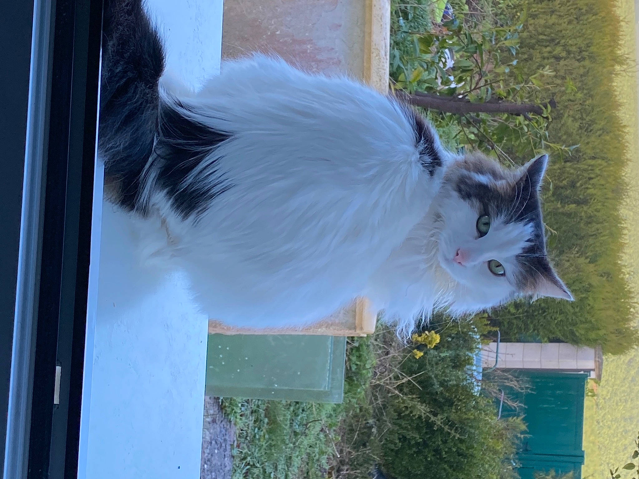 Blanchette participe au concours pour gagner de l'argent avec cette photo : art, british_longhair, carnivore, cat, domestic_short_haired_cat, fawn, felidae, fur, grass, grey, house, plant, roof, small_to_medium_sized_cats, tail, tree, whiskers, window, winter, wood