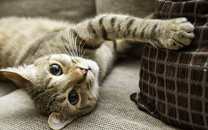 Gnoki a rejoint le concours — aidez-le/la à gagner de superbes lots ! carnivore, cat, cat_supply, claw, close_up, comfort, domestic_short_haired_cat, felidae, fur, grey, nap, paw, small_to_medium_sized_cats, snout, tail, terrestrial_animal, vertebrate, whiskers, wildlife