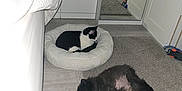 Gizmo is registered to the contest to win money with this photo: animal, bedroom, black_and_white_cat, carpet, cat, cozy, dog, domestic, floor, fluffy_dog, furniture, home, indoor, mirror, pet, pet_bed, quiet, relaxing, resting, sleeping