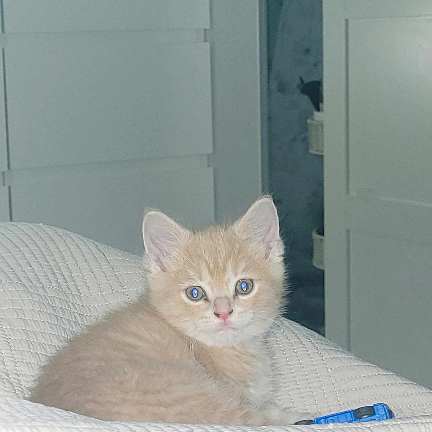 Bailey joined the competition — help win amazing prizes! animal, beige, blanket, cat, cozy, curious, cute, domestic, fur, furniture, home, indoor, kitten, pet, portrait, resting, small, soft, toy_car, young