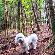 Villow participe au concours pour gagner de l'argent avec cette photo : dog, white_dog, forest, trees, nature, outdoor, animal, canine, fur, greenery, woodland, leaves, pine_needles, path, moss, earth, pet, walking, daylight, scenery