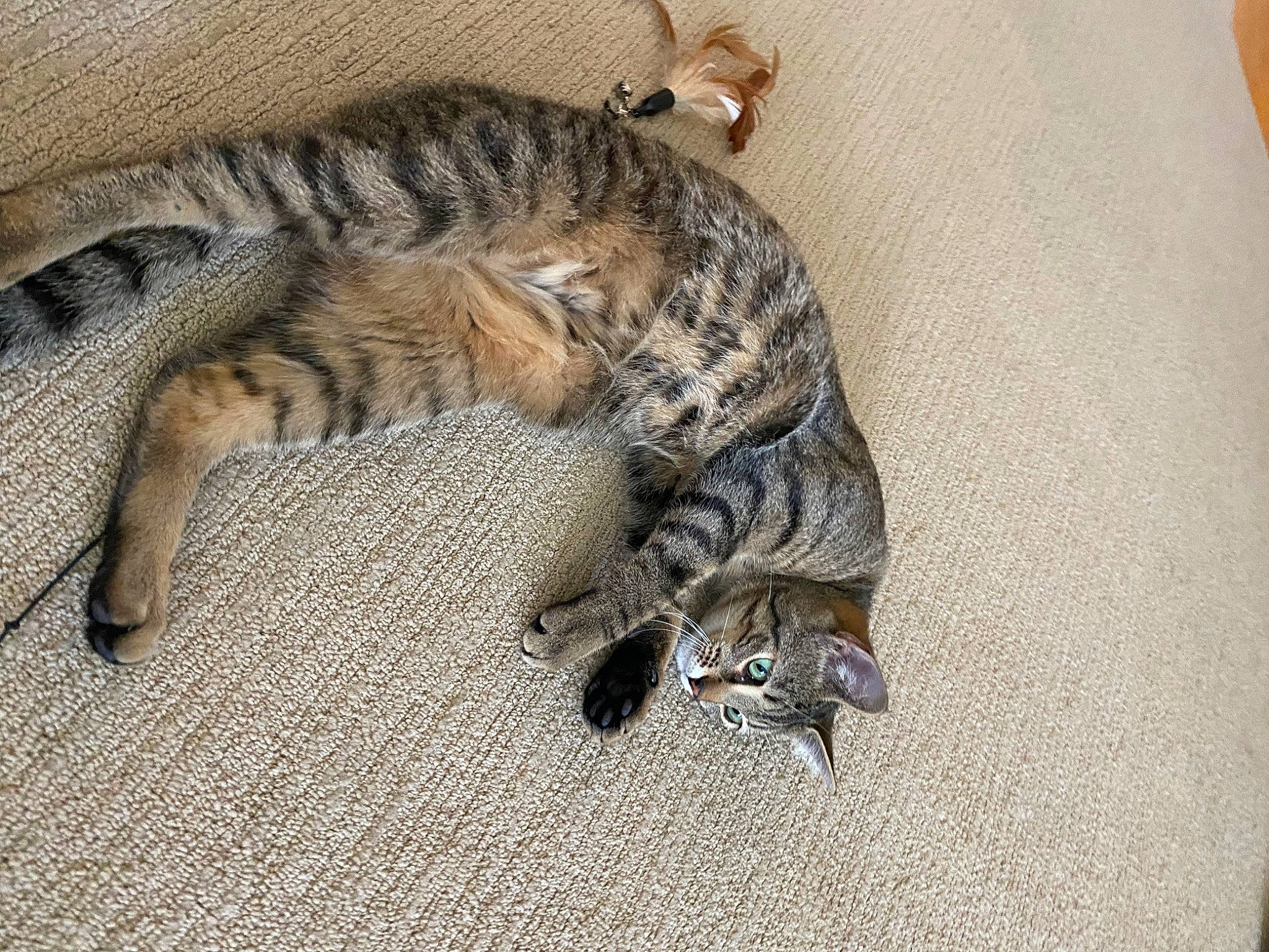 Shakti is registered to the contest to win money with this photo: carnivore, cat, claw, comfort, domestic_short_haired_cat, felidae, flooring, foot, fur, grey, nap, paw, sleep, small_to_medium_sized_cats, snout, tail, terrestrial_animal, whiskers, wildlife, wood