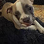 Honey is registered to the contest to win money with this photo: dog, pet, close_up, fur, resting, indoor, fluffy, cute, animal, canine, sleepy, face, paw, brown, white, gray, carpet, soft, laying, companion