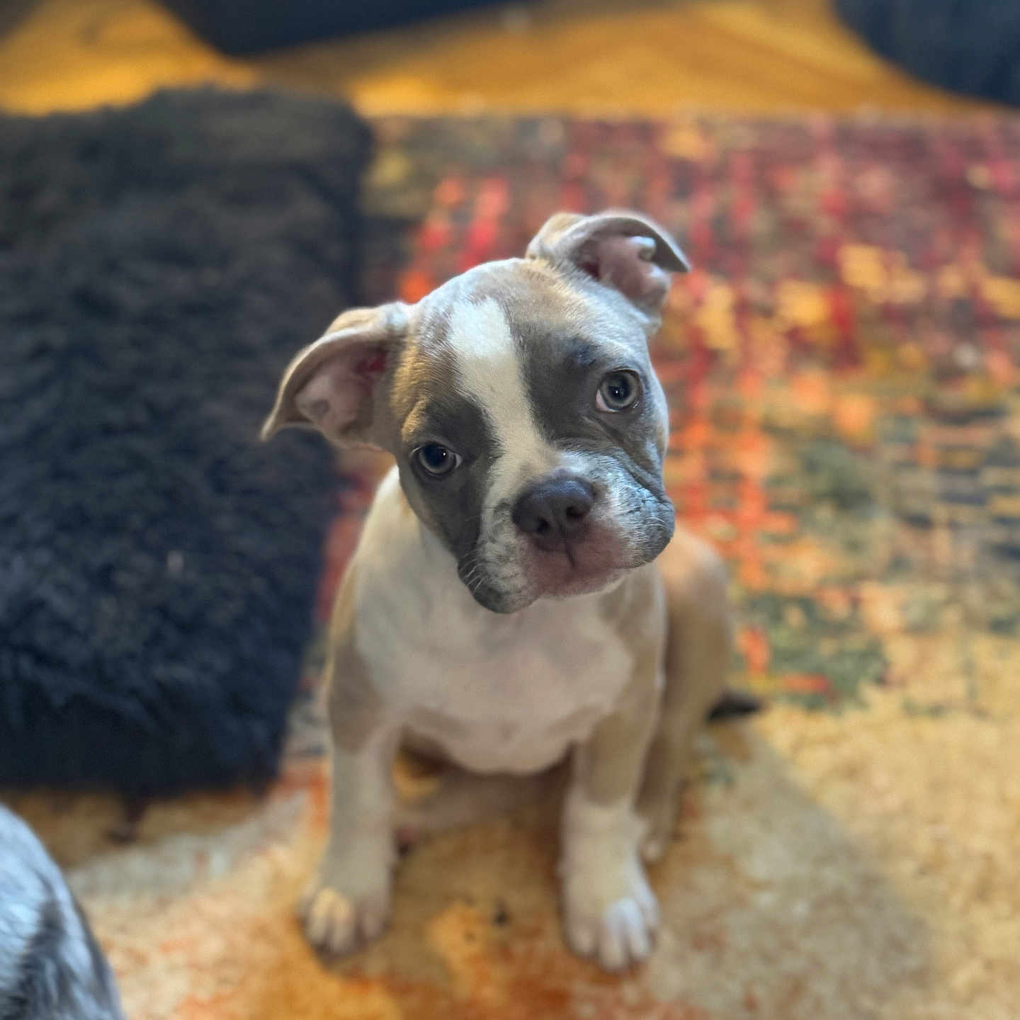 Honey joined the competition — help win amazing prizes! animal, brown, carpet, companion, curious, cute, dog, domestic_animal, ears, floor, fur, home, indoor, looking_up, pet, playful, puppy, sitting, white, young