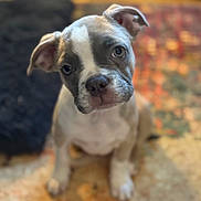 Honey is registered to the contest to win money with this photo: puppy, dog, pet, indoor, carpet, cute, animal, young, head_tilt, curious, sitting, brown, white, ears, fur, portrait, closeup, floor, soft_focus, adorable