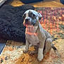 Honey joined the competition — help win amazing prizes! puppy, dog, indoor, carpet, rug, pet, animal, furniture, blanket, cute, young, sitting, floor, home, cozy, furry, domestic, companion, blurred, colorful
