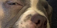 Honey is registered to the contest to win money with this photo: dog, close_up, sleepy, tongue_out, face, pet, animal, whiskers, relaxed, cute, snout, fur, nose, indoor, resting, expression, muzzle, portrait, canine, adorable