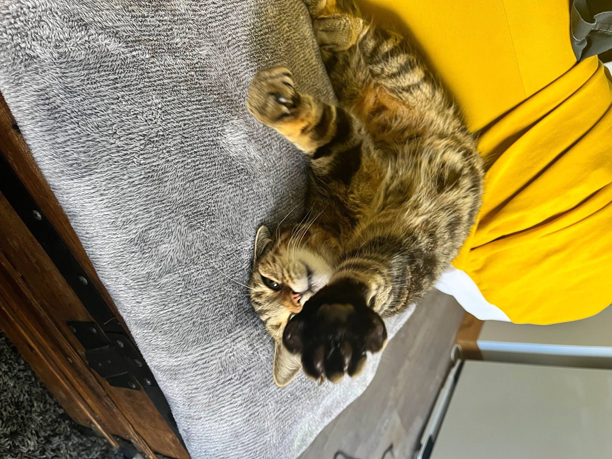 Viking a rejoint le concours — aidez-le/la à gagner de superbes lots ! carnivore, cat, claw, comfort, couch, domestic_short_haired_cat, felidae, fur, human_leg, metal, nap, pattern, paw, sleep, small_to_medium_sized_cats, tail, whiskers, wildlife, wood