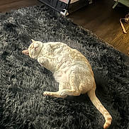 Casper joined the competition — help win amazing prizes! cat, indoor, relaxed, lying_down, shaggy_rug, cream_colored, pet, flooring, home, cozy, nap, fur, animal, cute, whiskers, tail, soft, comfort, resting, domestic