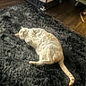 cat, indoor, relaxed, lying_down, shaggy_rug, cream_colored, pet, flooring, home, cozy, nap, fur, animal, cute, whiskers, tail, soft, comfort, resting, domestic