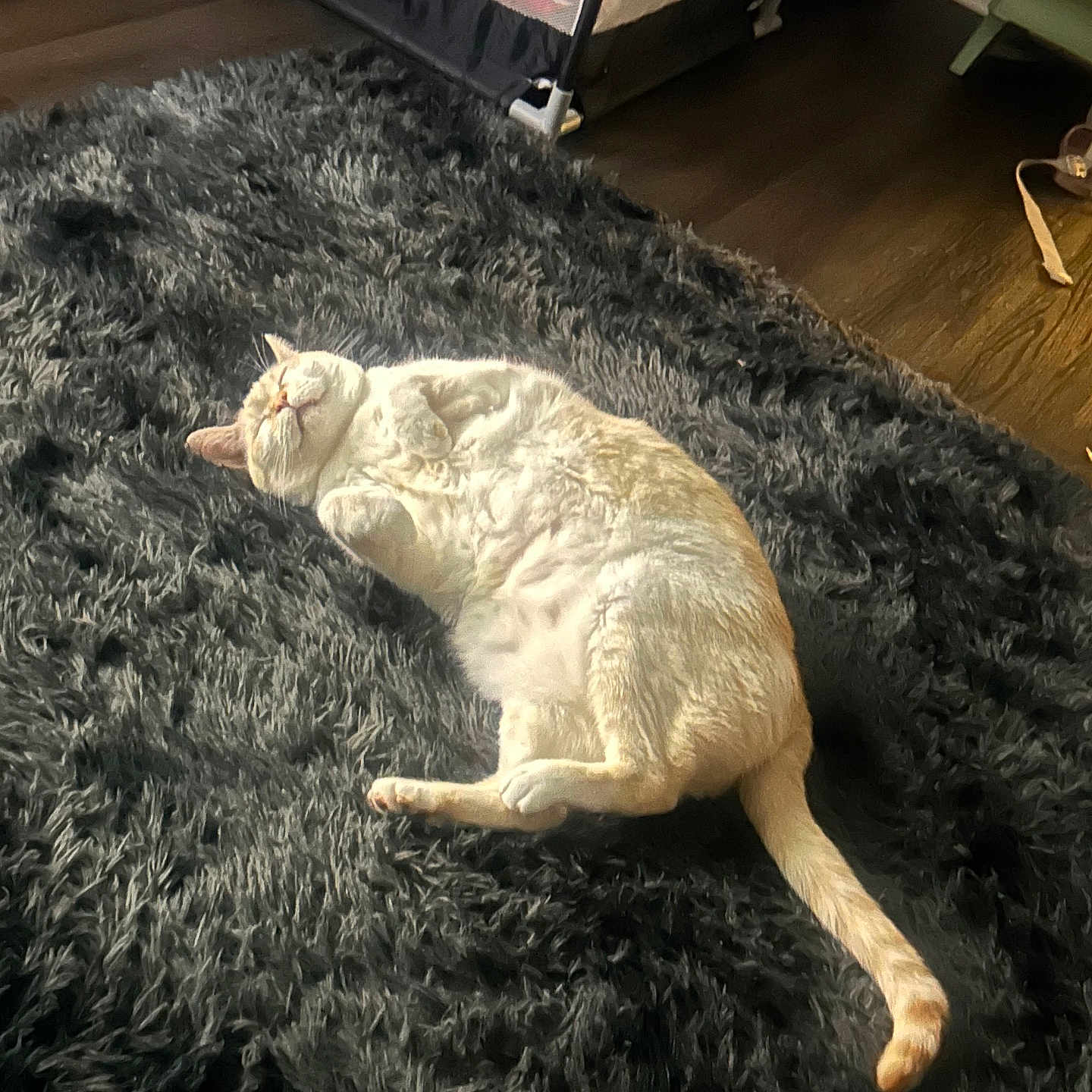 Casper joined the competition — help win amazing prizes! cat, indoor, relaxed, lying_down, shaggy_rug, cream_colored, pet, flooring, home, cozy, nap, fur, animal, cute, whiskers, tail, soft, comfort, resting, domestic