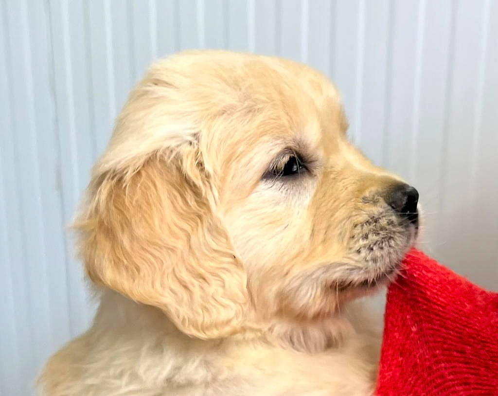 Tokyo a rejoint le concours — aidez-le/la à gagner de superbes lots ! ancient_dog_breeds, canidae, carnivore, companion_dog, dog, dog_breed, dog_collar, fawn, fur, labrador_retriever, liver, paw, puppy_love, retriever, snout, sporting_group, toy_dog, whiskers, wood, working_animal