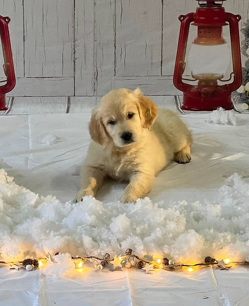 Tokyo a rejoint le concours — aidez-le/la à gagner de superbes lots ! canidae, carnivore, clock, companion_dog, dog, dog_breed, dog_supply, event, fawn, freezing, fur, paw, pet_supply, retriever, sitting, snout, snow, sporting_group, tail, winter