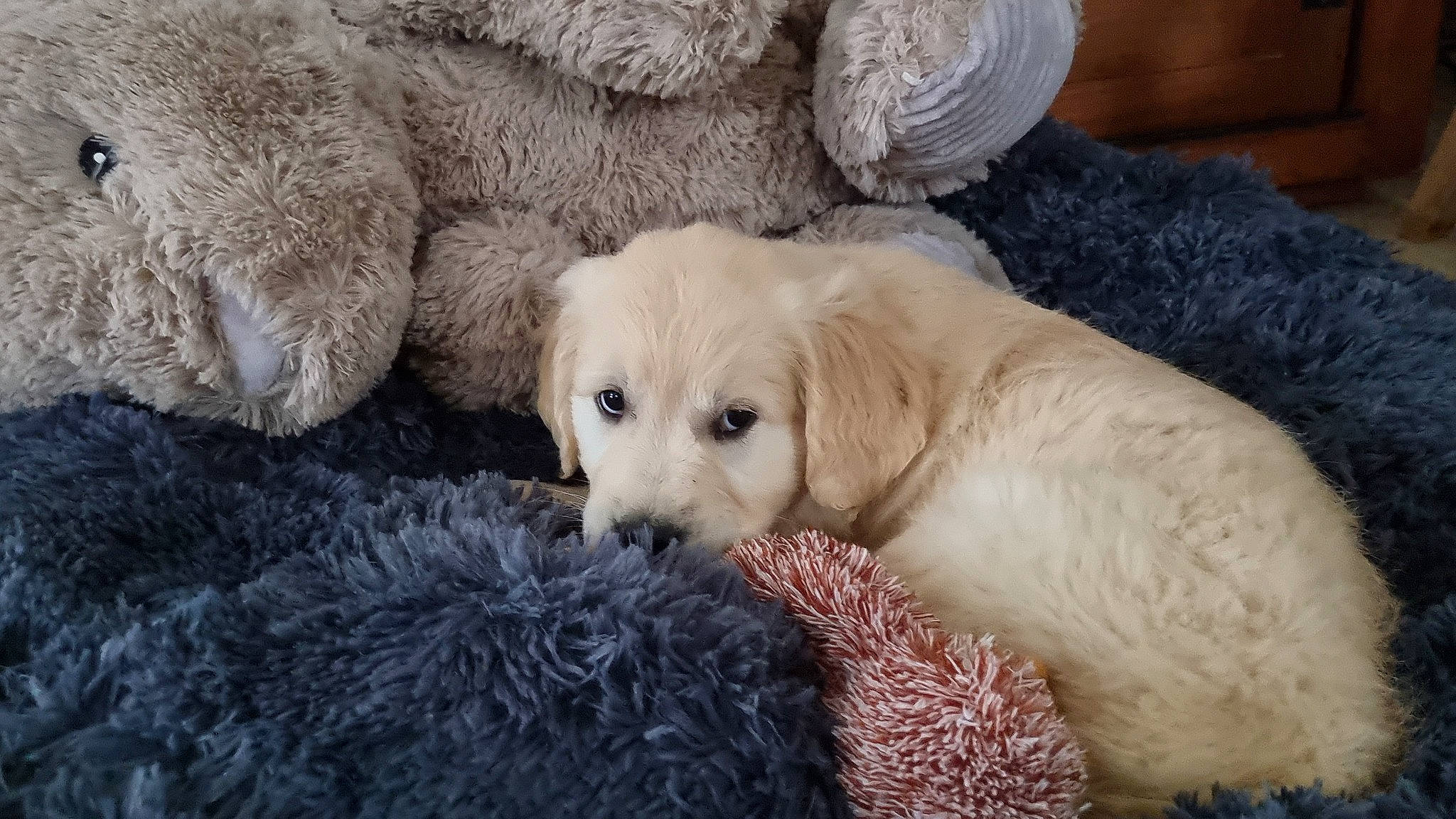 Tokyo a rejoint le concours — aidez-le/la à gagner de superbes lots ! canidae, carnivore, comfort, companion_dog, dog, dog_breed, fawn, fur, labrador_retriever, nap, plant, puppy, retriever, snout, sporting_group, tail, terrestrial_animal, tree, whiskers, working_animal