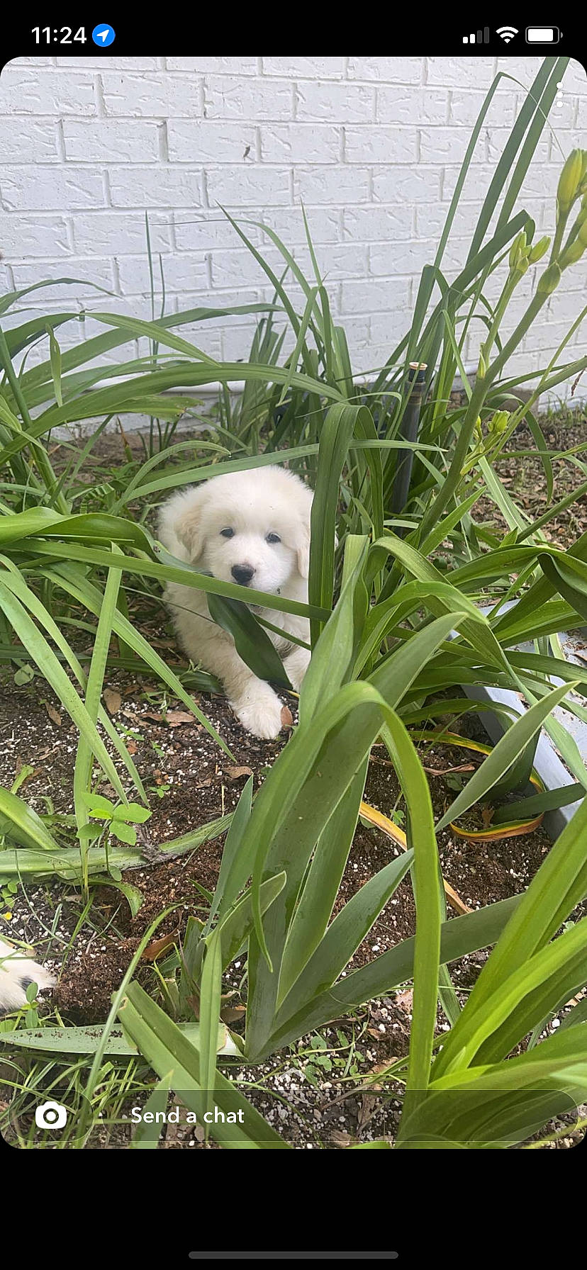 Chance is registered to the contest to win money with this photo: botany, canidae, carnivore, companion_dog, dog, dog_breed, grass, grass_family, grassland, herb, leaf, plant, plant_community, plant_stem, shrub, soil, sporting_group, terrestrial_plant, toy_dog, vegetation