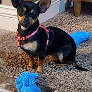 Tootsie joined the competition — help win amazing prizes! dog, puppy, small_dog, black_dog, tan_dog, pink_harness, plush_toy, blue_toy, carpet, floor, indoor, pet, animal, sitting, looking, ears_up, toy, cute, domestic_animal, home