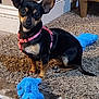 dog, puppy, small_dog, black_dog, tan_dog, pink_harness, plush_toy, blue_toy, carpet, floor, indoor, pet, animal, sitting, looking, ears_up, toy, cute, domestic_animal, home