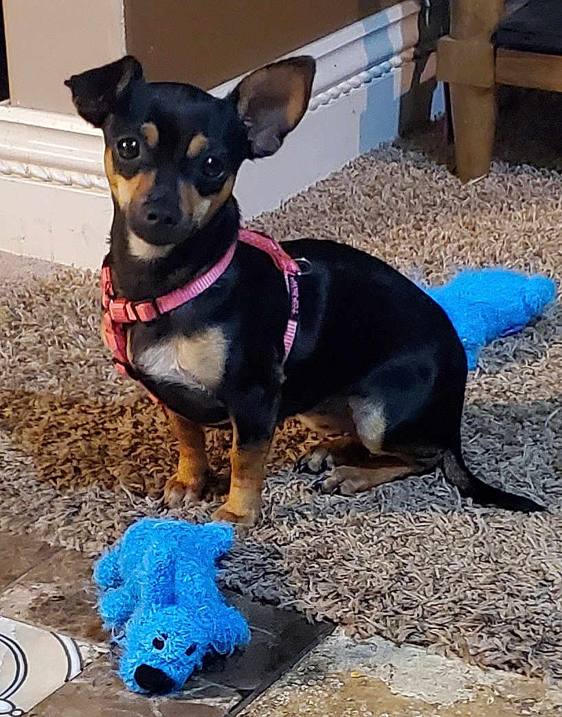 Tootsie joined the competition — help win amazing prizes! dog, puppy, small_dog, black_dog, tan_dog, pink_harness, plush_toy, blue_toy, carpet, floor, indoor, pet, animal, sitting, looking, ears_up, toy, cute, domestic_animal, home