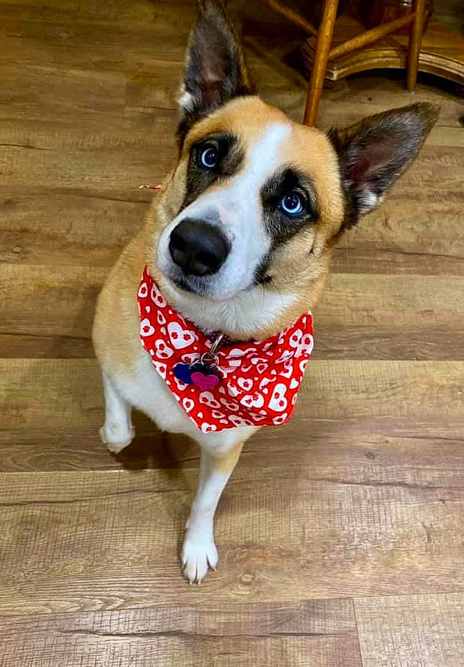 Kya is registered to the contest to win money with this photo: carnivore, collar, companion_dog, dog, dog_breed, dog_collar, dog_supply, fawn, flooring, fur, hardwood, plaid, plank, snout, sporting_group, whiskers, wood, wood_flooring, wood_stain, working_animal