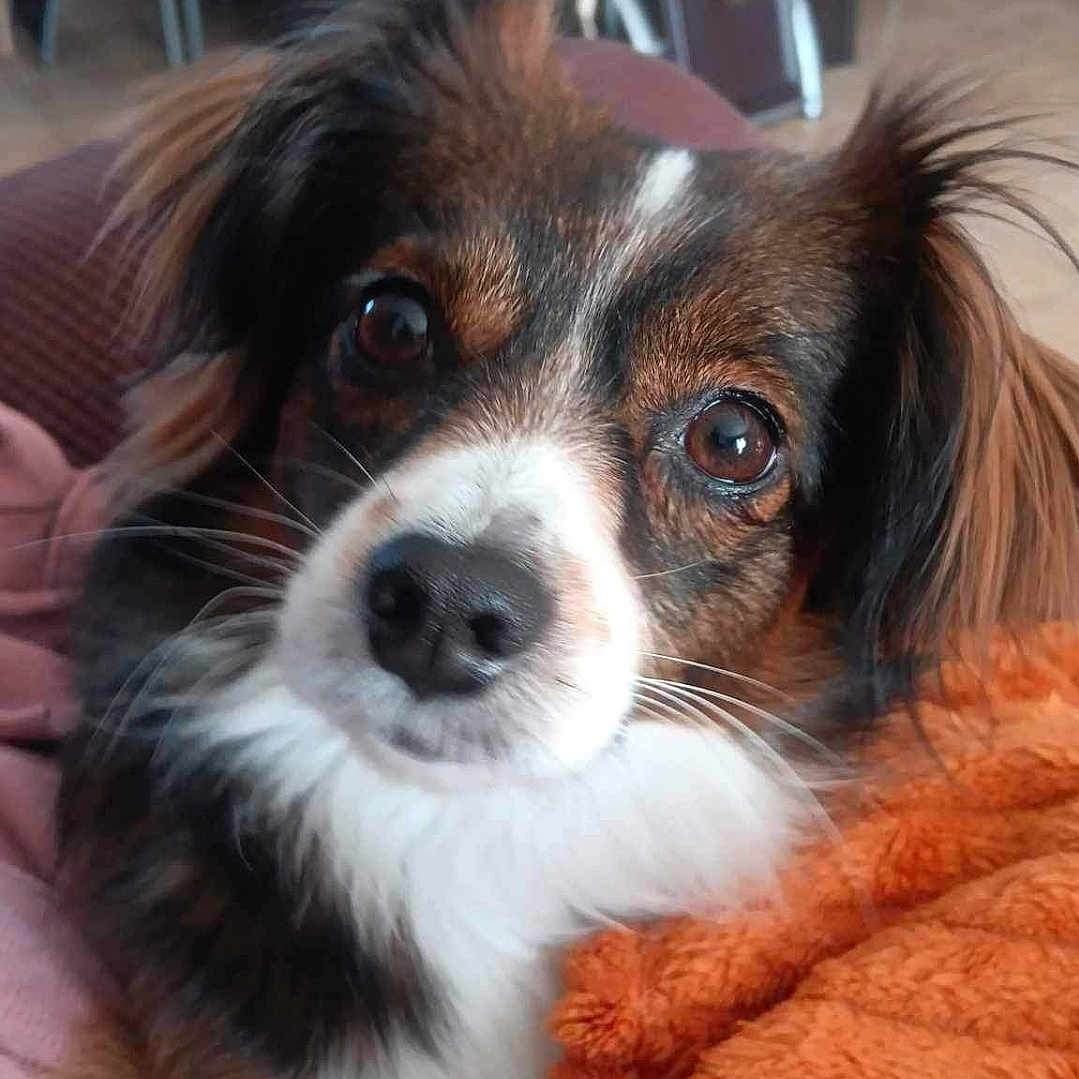 Sanga a rejoint le concours — aidez-le/la à gagner de superbes lots ! animal, blanket, canine, chihuahua, cockerspaniel, couch, cushion, dog, furniture, homedecor, hound, papillon, pet, puppy, snout, towel