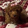 puppy, dog, brown, bow, cute, fluffy, pet, animal, blanket, cozy, indoor, fur, portrait, small, domestic_animal, young, resting, cute_pet, adorable, companion