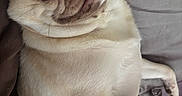 Mochi Girl joined the competition — help win amazing prizes! animal, bed, blanket, close_up, cute, dog, face, fur, indoors, lying_down, mammal, paw, pet, pug, relaxed, resting, sleepy, soft, whiskers, wrinkles