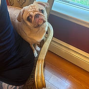 Mochi Girl is registered to the contest to win money with this photo: animal, black_clothing, chair, companion, curiosity, decor, dog, flooring, furniture, home, indoor, natural_light, person, pet, portrait, pug, seated, tattoo, window, wooden_floor