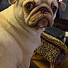 Mochi Girl joined the competition — help win amazing prizes! animal, blanket, bow_filter, couch, cute, dog, ears, expression, face, fur, furniture, indoor, living_room, looking_back, person, pet, pug, sitting, window, wood_floor