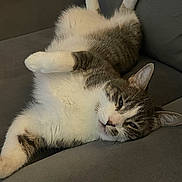 Maui joined the competition — help win amazing prizes! cat, fluffy, lying_down, relaxed, sleepy, indoor, couch, gray, white, tabby, pet, animal, fur, whiskers, paws, ears, closeup, domestic_cat, resting, cute