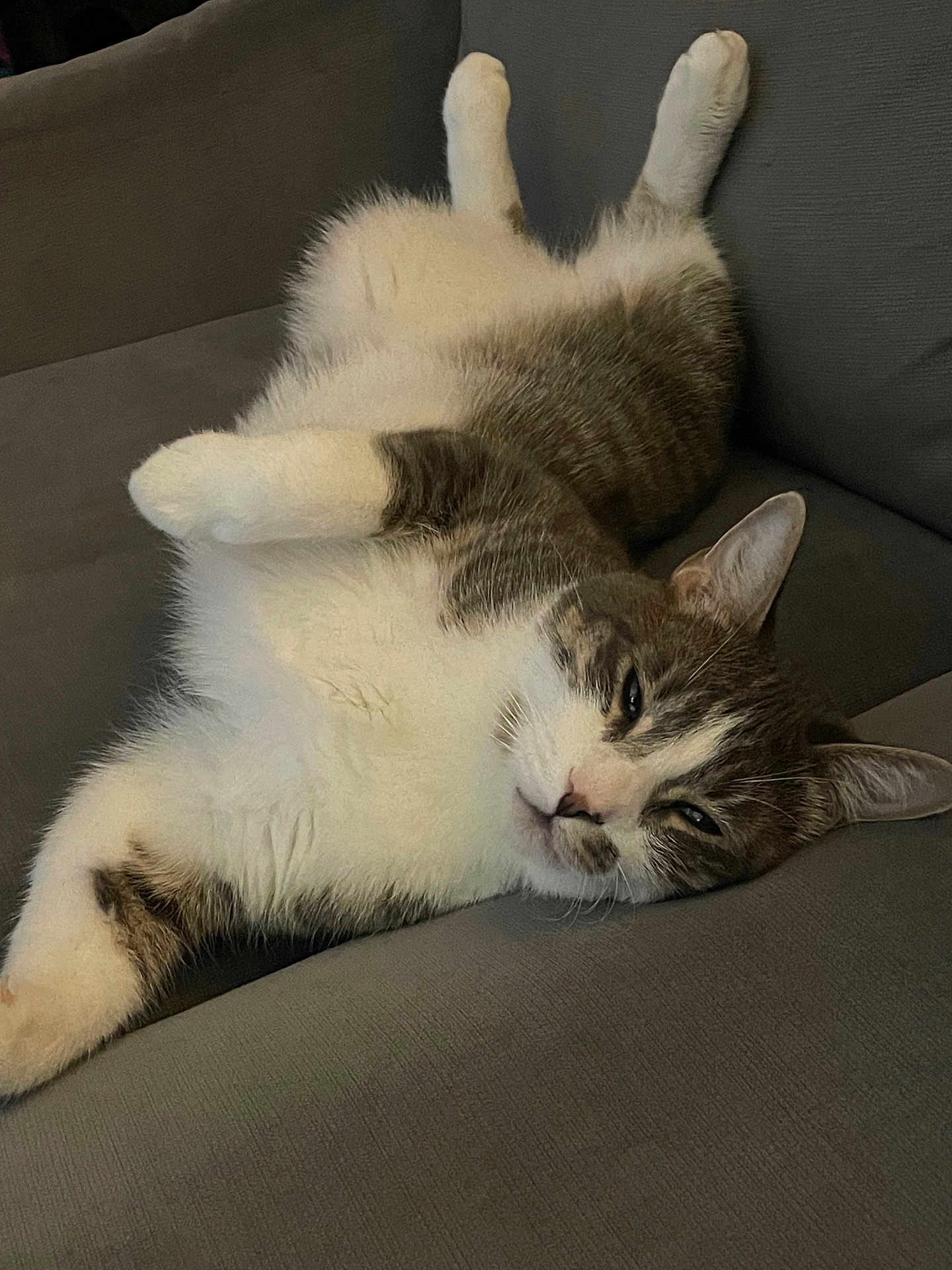 Maui joined the competition — help win amazing prizes! cat, fluffy, lying_down, relaxed, sleepy, indoor, couch, gray, white, tabby, pet, animal, fur, whiskers, paws, ears, closeup, domestic_cat, resting, cute