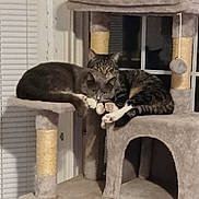Barbie And Billy Bob is registered to the contest to win money with this photo: animal, blinds, cat, cat_tree, cats, companions, cozy, cute, domestic, feline, fur, indoor, paws, pet, pets, relaxed, resting, sleepy, two, window