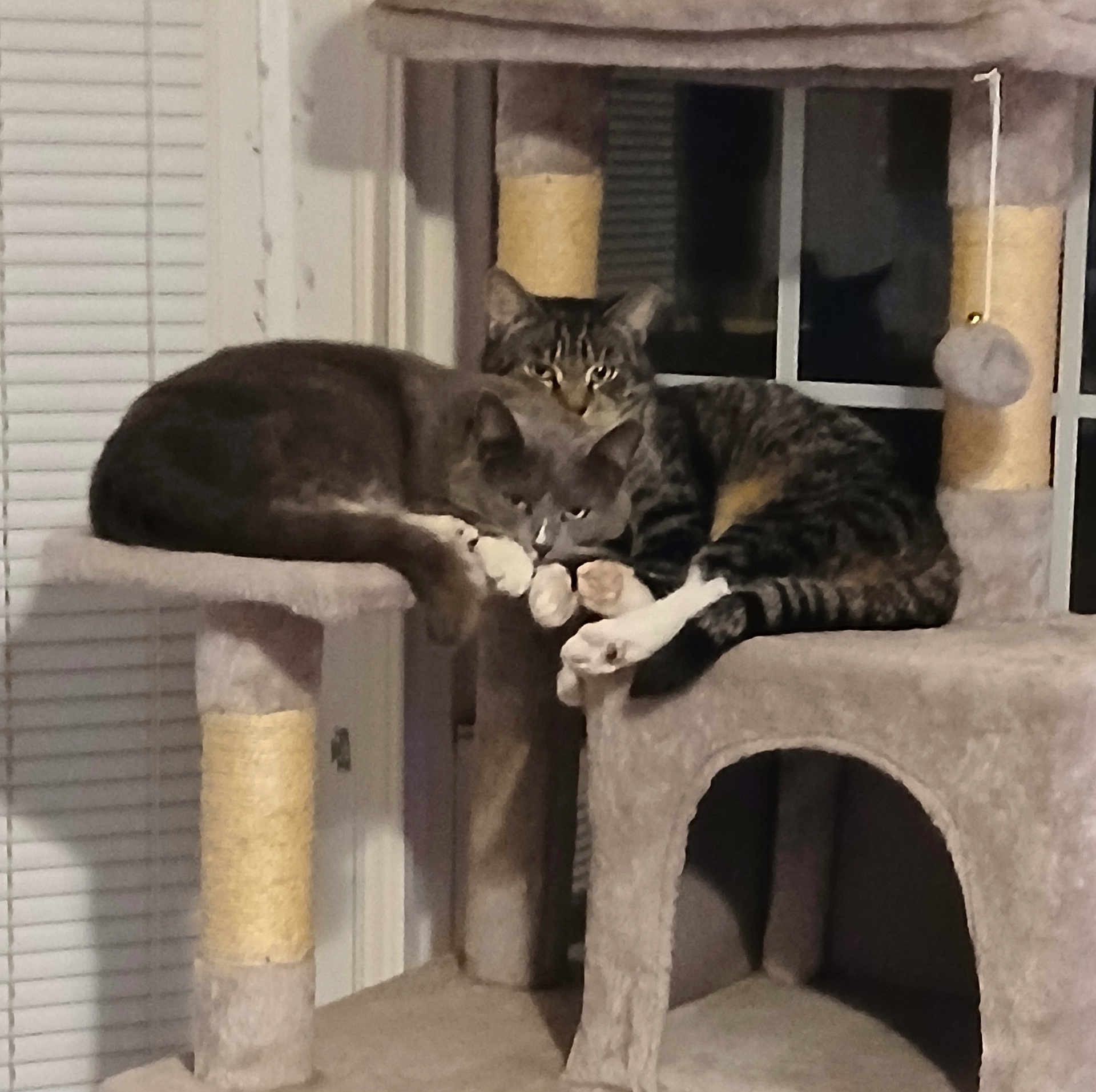 Barbie And Billy Bob is registered to the contest to win money with this photo: animal, blinds, cat, cat_tree, cats, companions, cozy, cute, domestic, feline, fur, indoor, paws, pet, pets, relaxed, resting, sleepy, two, window