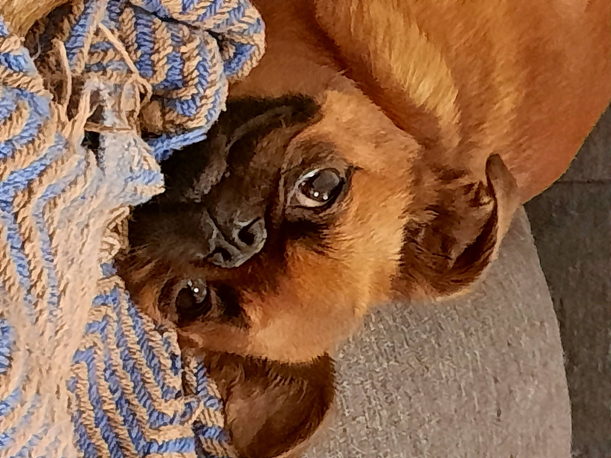 Précieuse a rejoint le concours — aidez-le/la à gagner de superbes lots ! art, beard, dog_breed, fawn, fur, history, landscape, livestock, snout, sporting_group, sunglasses, terrestrial_animal, tree, visual_arts, whiskers, wildlife, wood, working_animal, wrinkle