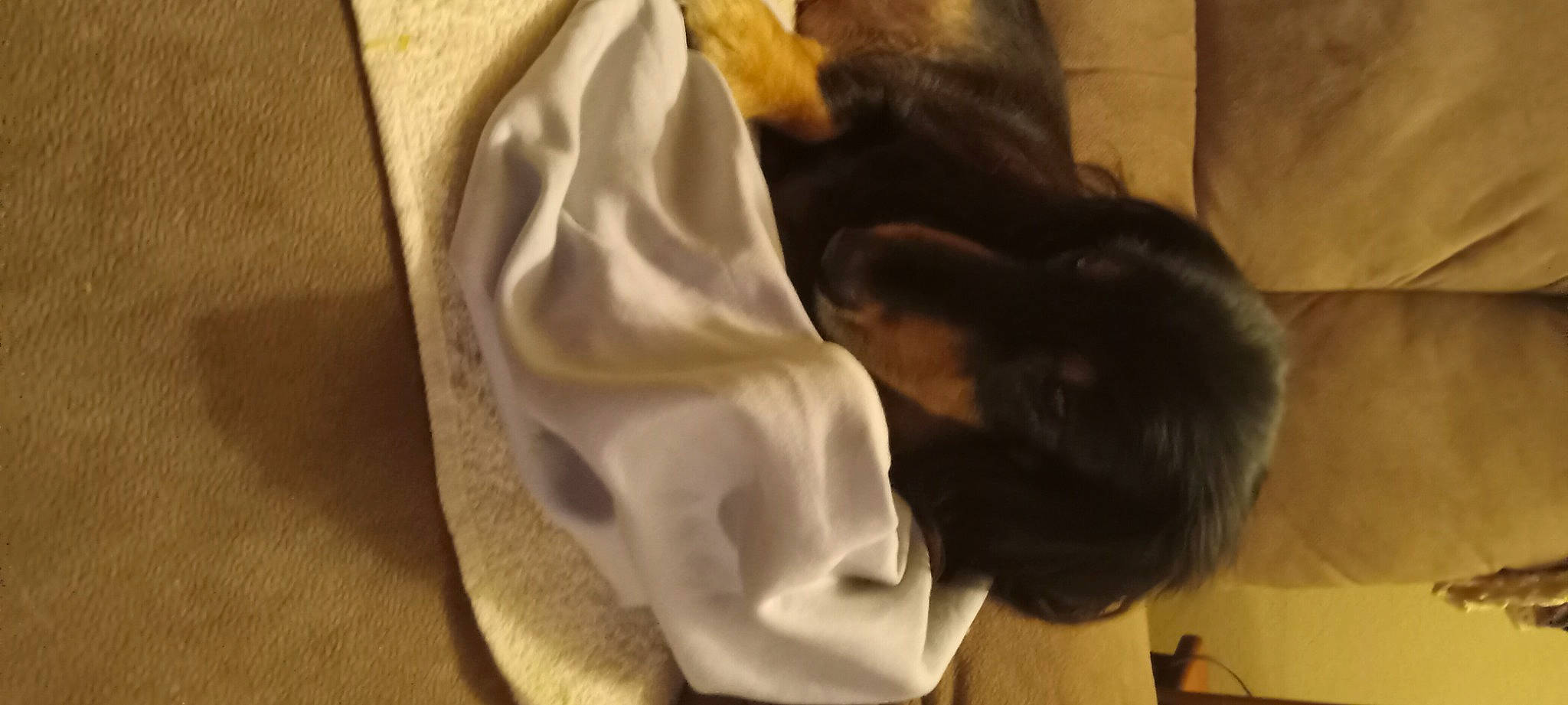 Brownie joined the competition — help win amazing prizes! brown, comfort, companion_dog, dog_breed, flooring, fur, hardwood, linens, tail, wood